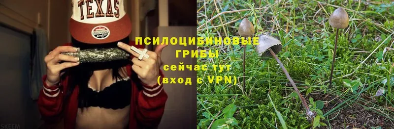 Псилоцибиновые грибы Psilocybe  Всеволожск 